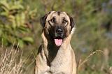 KANGAL 089